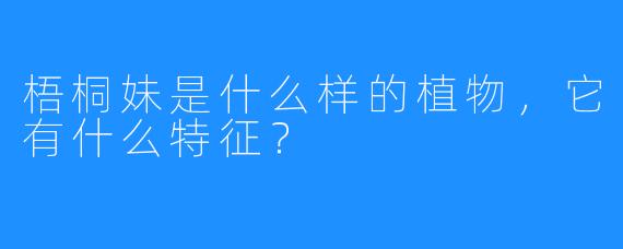 梧桐妹是什么样的植物，它有什么特征？  