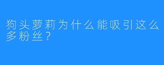 狗头萝莉为什么能吸引这么多粉丝？